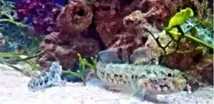 Gobius paganellus e Bavosa dalmatina - Ph. HCanon